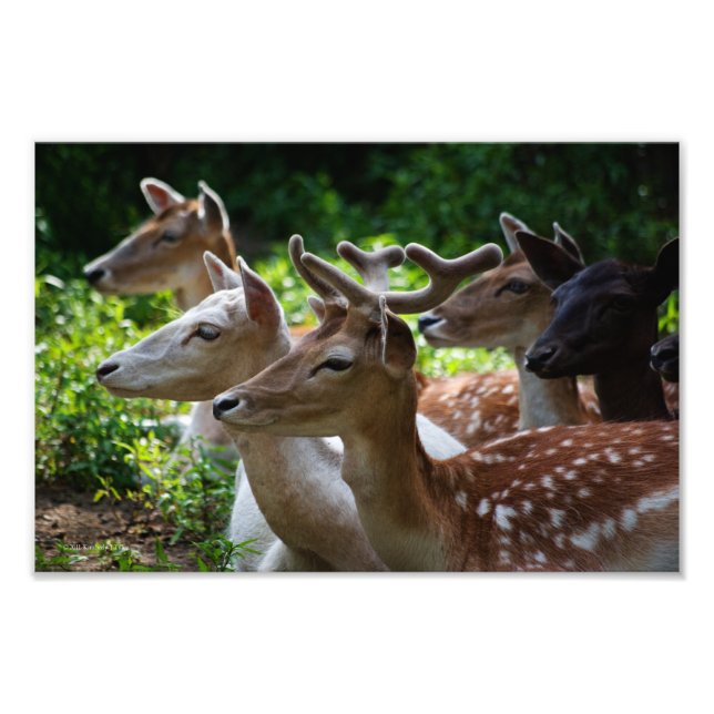 Oír la foto (Frente)