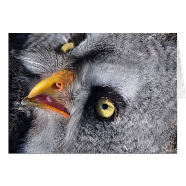 Ojo asustado (Anverso (Horizontal))