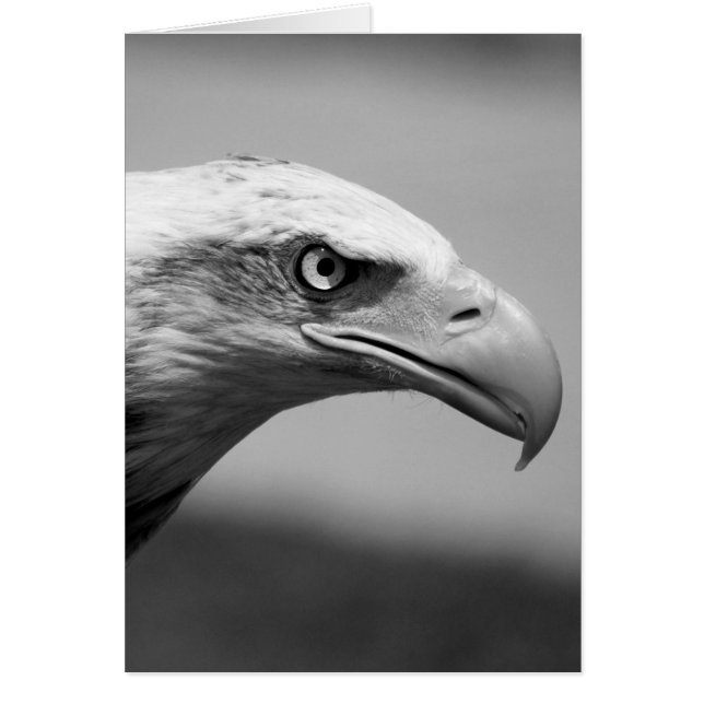 Ojo de águila blanca y negra (Frente)