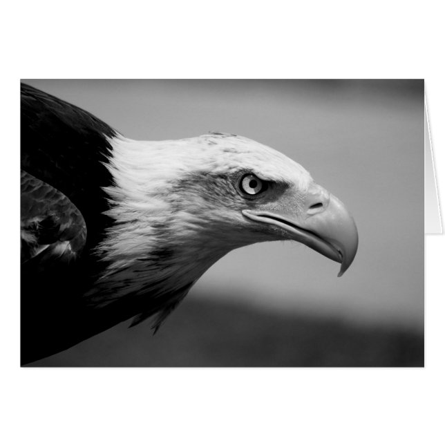 Ojo de águila blanca y negra (Anverso (Horizontal))