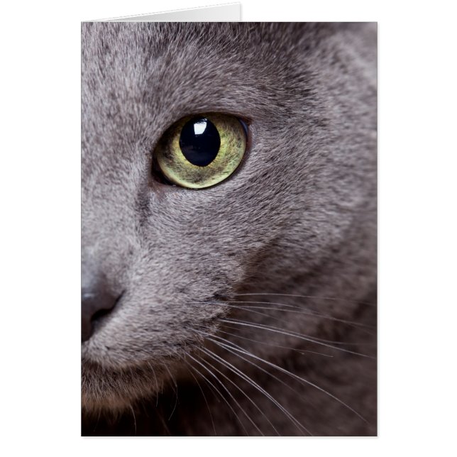 Ojo de gato (Frente)