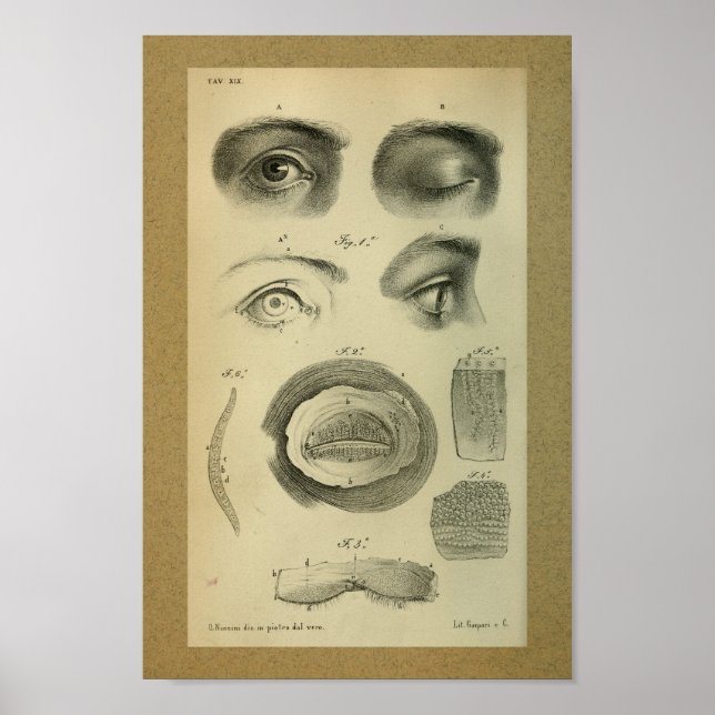 Ojo de impresión de anatomía de época de 1850 (Frente)
