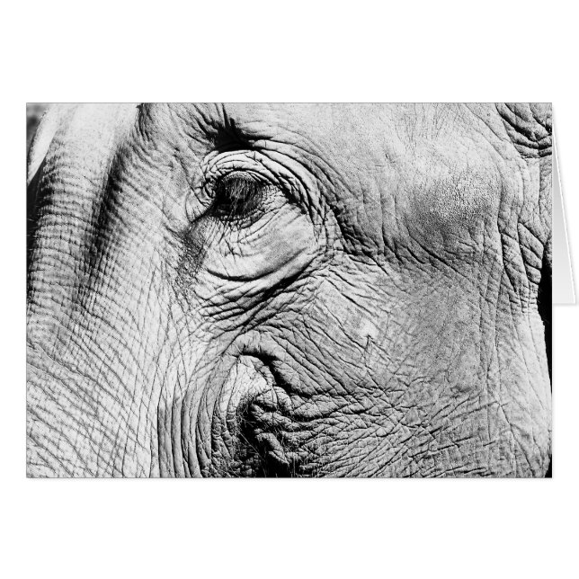 Ojo de los elefantes, 2017 (Anverso (Horizontal))