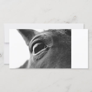 Ojo de pony 1