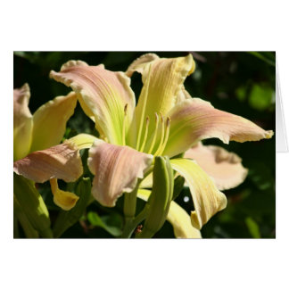 'Ojo de rana' diurna