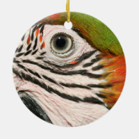 Ojo del Macaw del Harlequin del ornamento del loro