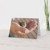 Ojo del pájaro del gorrión en la tarjeta de