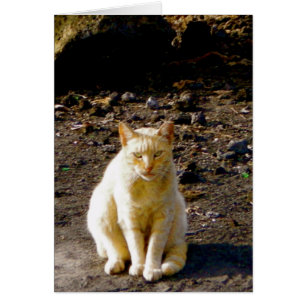 Ojo gruñón del hedor del gato