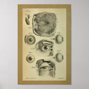 Ojo humano 1850 de la impresión de la anatomía del