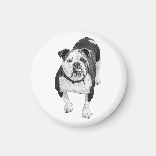Ojos Amables, Imán de Bulldog (Frente)