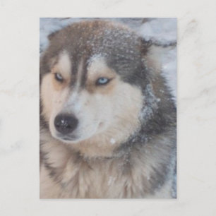 Ojos azul Husky Postal