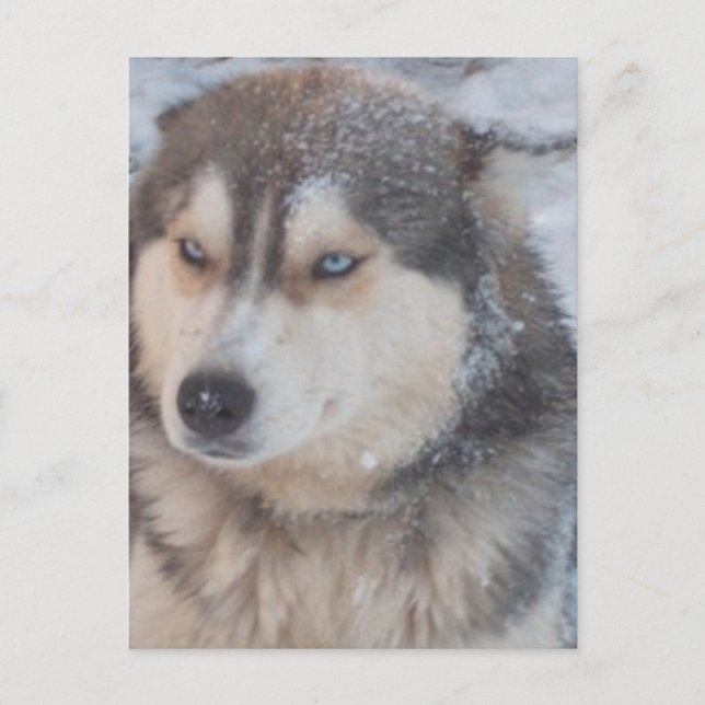 Ojos azul Husky Postal (Anverso)