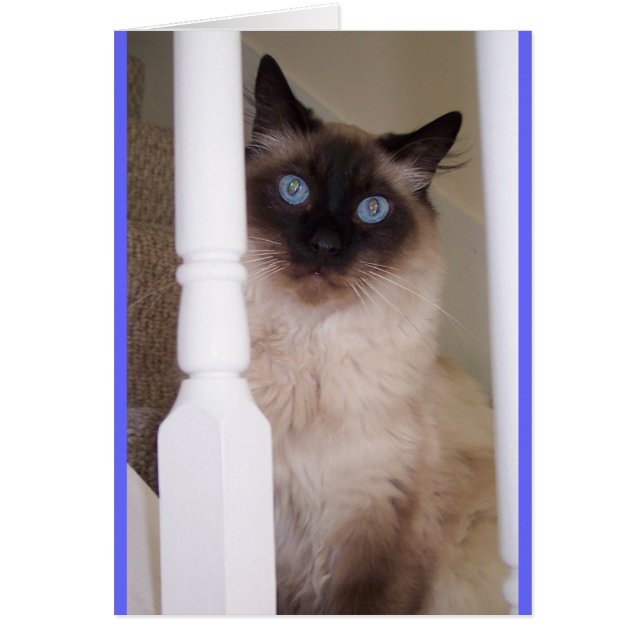 Ojos azules (Frente)