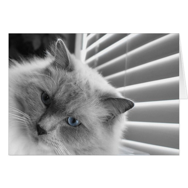 Ojos azules (Anverso (Horizontal))