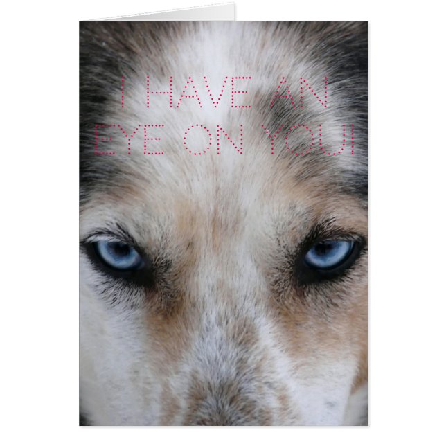 Ojos azules Husky Mirando la carta de amor (Frente)