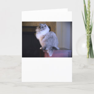 Ojos azules, tarjeta