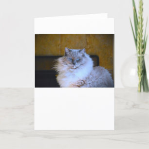 Ojos azules, tarjeta