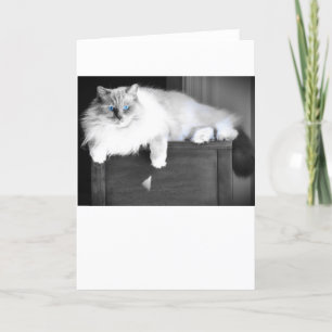 Ojos azules, tarjeta