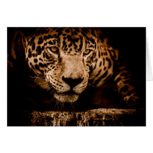 ojos de acosamiento de agua jaguar