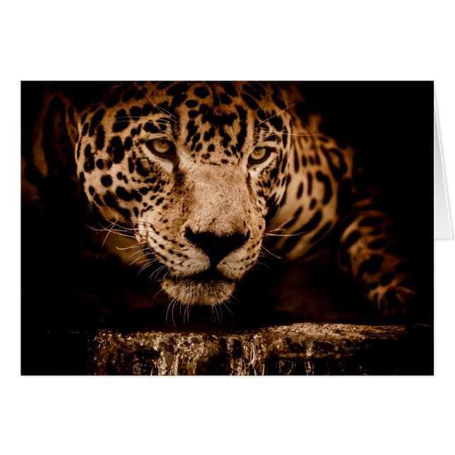 ojos de acosamiento de agua jaguar (Anverso (Horizontal))