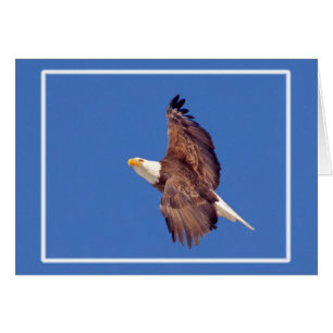 Ojos de águila calva al cielo