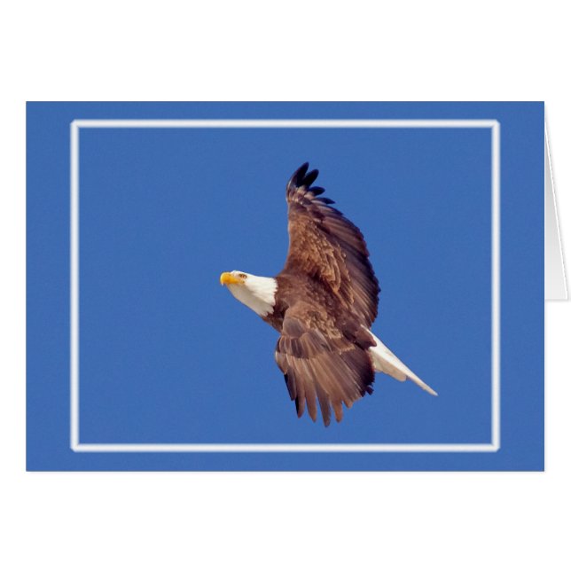 Ojos de águila calva al cielo (Anverso (Horizontal))