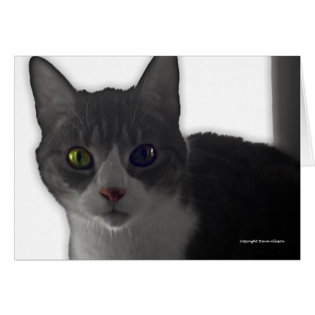 Ojos de gato (Anverso (Horizontal))