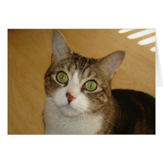 Ojos de gato