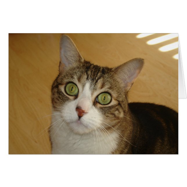 Ojos de gato (Anverso (Horizontal))