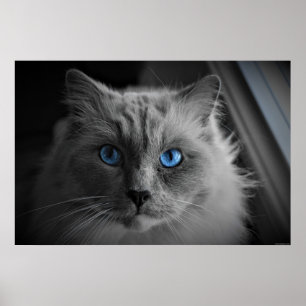 Ojos de Gato, Arte de Pared