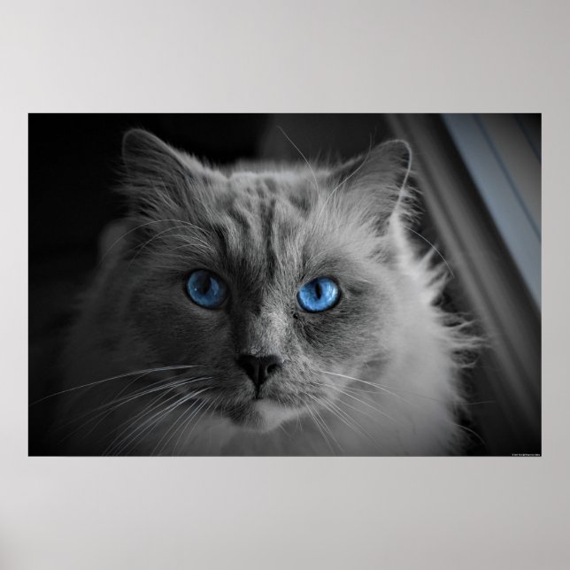 Ojos de Gato, Arte de Pared (Frente)