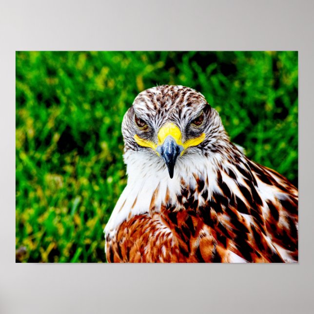 Ojos de halcón — impresión de arte (Frente)