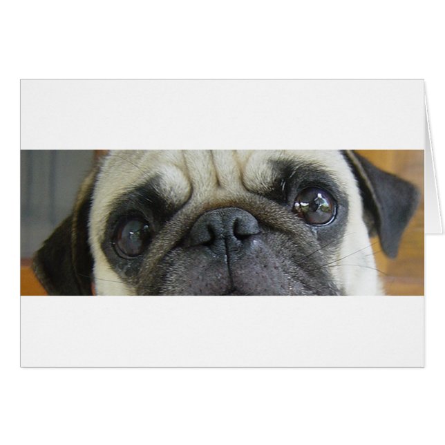 ojos de pug leonado.png (Anverso (Horizontal))