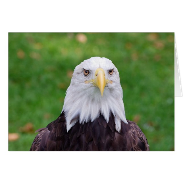 Ojos de un águila (Anverso (Horizontal))