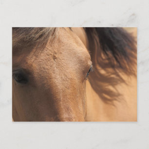 Ojos de una postal de caballo marrón
