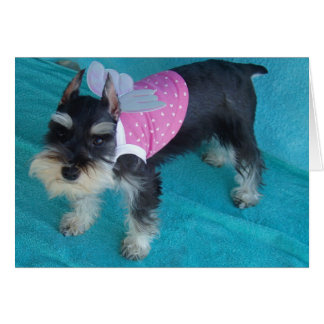 Ojos del ángel del Schnauzer