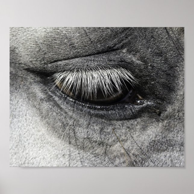 Ojos, fotografía de arte fino equino, (Frente)