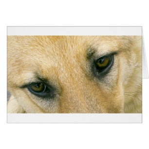 ojos germano-pastor-negro y crema