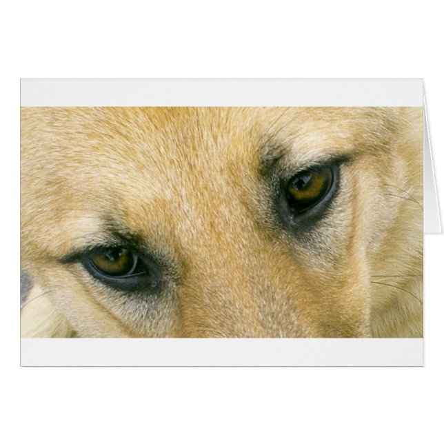 ojos germano-pastor-negro y crema (Anverso (Horizontal))