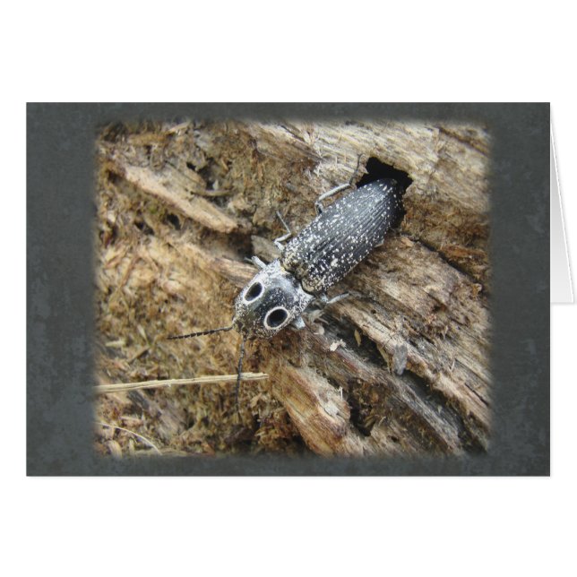 Ojos Orientales Elater Click Beetle - Alaus oculat (Anverso (Horizontal))