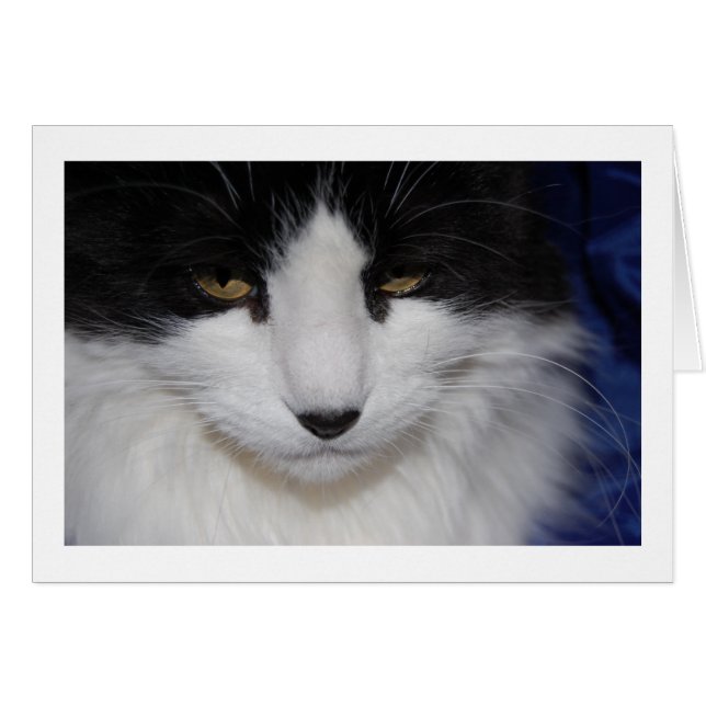 Ojos oscuros de gato (Anverso (Horizontal))