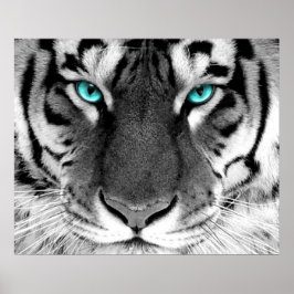 Ojos Posters de tigres blancos