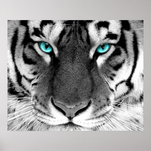 Ojos Posters de tigres blancos (Frente)