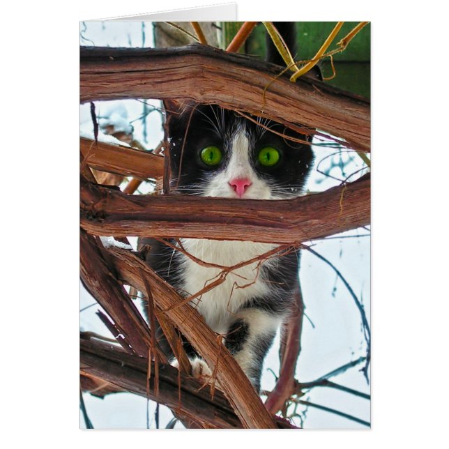 Ojos verdes (Frente)