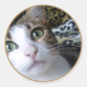 Ojos verdes de gato - pegatina circular