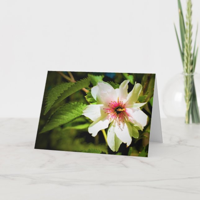 Okame Cherry Tree Blossom, tarjeta (Anverso)