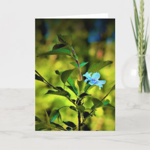 Okame Cherry Tree Blossom, tarjeta