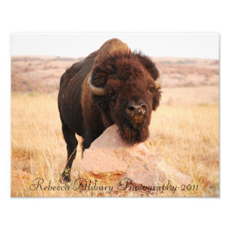 Oklahoma Bison, fotografía de Rebecca Alsbury 2011