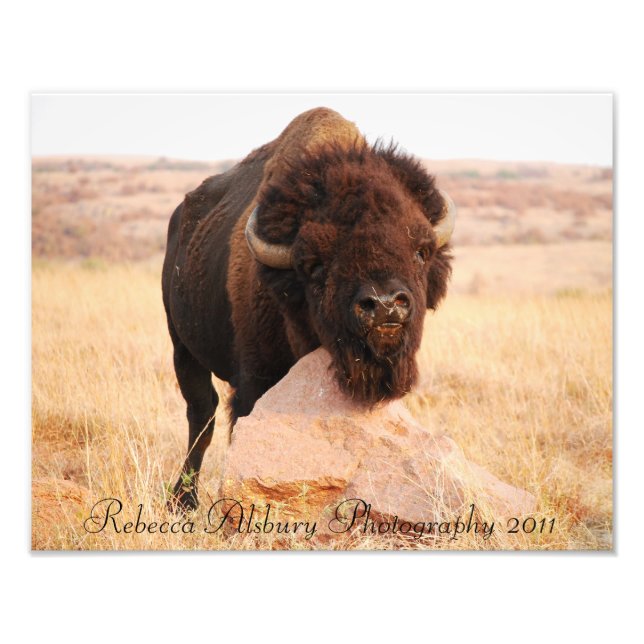 Oklahoma Bison, fotografía de Rebecca Alsbury 2011 (Frente)