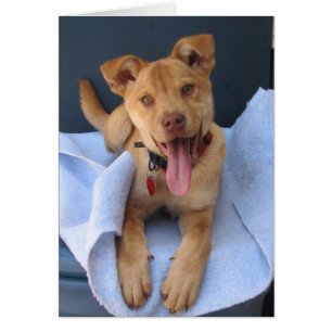 Oklahoma Shelter Pup 012
